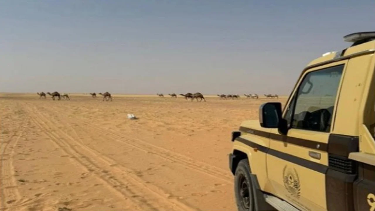 مخالفة رعي بمحمية الملك عبدالعزيز الملكية تضع مواطناً تحت طائلة القانون